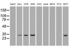 Invitrogen Hex Monoclonal Antibody (OTI3C4) 100 &mu;L; Unconjugated:Antibodies,