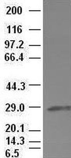 Invitrogen Hex Monoclonal Antibody (OTI3C4) 100 &mu;L; Unconjugated:Antibodies,