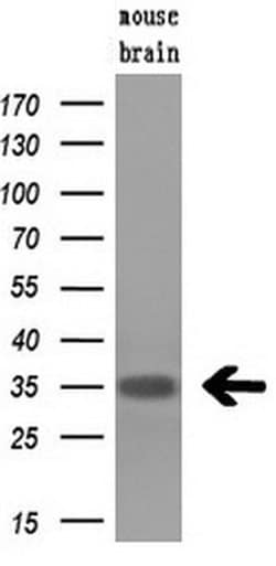 Invitrogen Hex Monoclonal Antibody (OTI2H7) 100 &mu;L; Unconjugated:Antibodies,