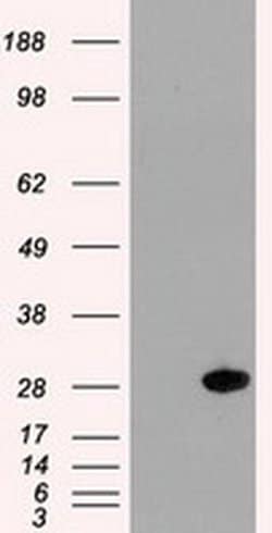 Invitrogen Hex Monoclonal Antibody (OTI2H7) 100 &mu;L; Unconjugated:Antibodies,