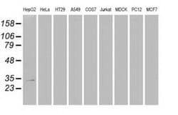Invitrogen Hex Monoclonal Antibody (OTI2H7) 100 &mu;L; Unconjugated:Antibodies,