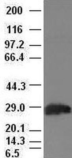 Invitrogen Hex Monoclonal Antibody (OTI2H7) 100 &mu;L; Unconjugated:Antibodies,