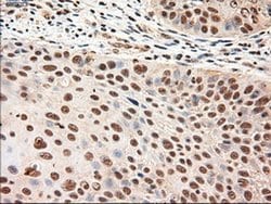 Invitrogen NTF4 Monoclonal Antibody (OTI2E8) 100 &mu;L; Unconjugated:Antibodies,