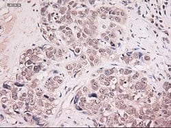 Invitrogen NTF4 Monoclonal Antibody (OTI2E8) 100 &mu;L; Unconjugated:Antibodies,