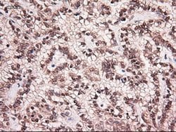Invitrogen NTF4 Monoclonal Antibody (OTI2E8) 100 &mu;L; Unconjugated:Antibodies,