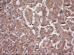 Invitrogen NTF4 Monoclonal Antibody (OTI2E8) 100 &mu;L; Unconjugated:Antibodies,