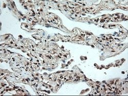 Invitrogen NTF4 Monoclonal Antibody (OTI2E8) 100 &mu;L; Unconjugated:Antibodies,