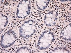 Invitrogen NTF4 Monoclonal Antibody (OTI2E8) 100 &mu;L; Unconjugated:Antibodies,