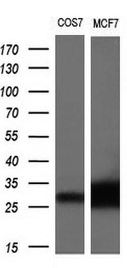 Invitrogen NTF4 Monoclonal Antibody (OTI2E8) 100 &mu;L; Unconjugated:Antibodies,