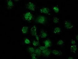 Invitrogen SOX17 Monoclonal Antibody (OTI3B10) 100 &mu;L; Unconjugated:Antibodies,