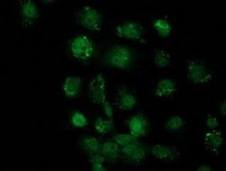 SOX17 Monoclonal Antibody (OTI3B10), Invitrogen&trade; 100 &mu;L; Unconjugated 