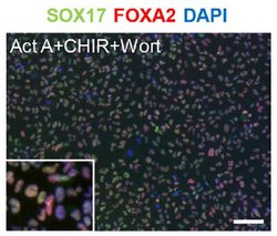 Invitrogen SOX17 Monoclonal Antibody (OTI3B10) 100 &mu;L; Unconjugated:Antibodies,