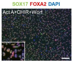 SOX17 Monoclonal Antibody (OTI3B10), Invitrogen&trade; 100 &mu;L; Unconjugated 