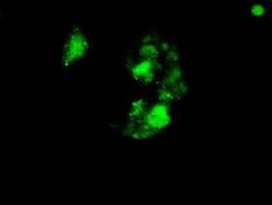 SOX17 Monoclonal Antibody (OTI3B10), Invitrogen&trade; 100 &mu;L; Unconjugated 