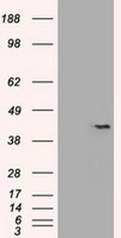 Invitrogen SOX17 Monoclonal Antibody (OTI3B10) 100 &mu;L; Unconjugated:Antibodies,