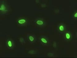 SOX17 Monoclonal Antibody (OTI3H5):Antibodies, Monoclonal