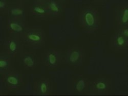 SOX17 Monoclonal Antibody (OTI3H5):Antibodies, Monoclonal