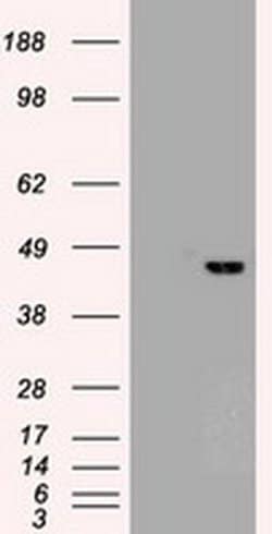 SOX17 Monoclonal Antibody (OTI3H5):Antibodies, Monoclonal
