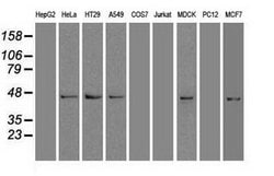 SOX17 Monoclonal Antibody (OTI3H5):Antibodies, Monoclonal