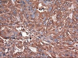 Invitrogen Carboxypeptidase A1 Monoclonal Antibody (OTI2A3) 100 &mu;L;