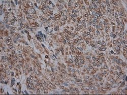 Invitrogen Carboxypeptidase A1 Monoclonal Antibody (OTI2A3) 100 &mu;L;