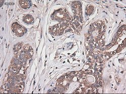 Invitrogen Carboxypeptidase A1 Monoclonal Antibody (OTI2A3) 100 &mu;L;