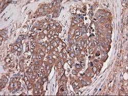 Invitrogen Carboxypeptidase A1 Monoclonal Antibody (OTI2A3) 100 &mu;L;