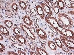 Invitrogen Carboxypeptidase A1 Monoclonal Antibody (OTI2A3) 100 &mu;L;