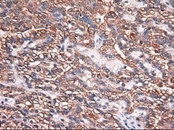Invitrogen Carboxypeptidase A1 Monoclonal Antibody (OTI2A3) 100 &mu;L;