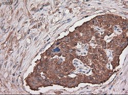 Invitrogen Carboxypeptidase A1 Monoclonal Antibody (OTI2A3) 100 &mu;L;
