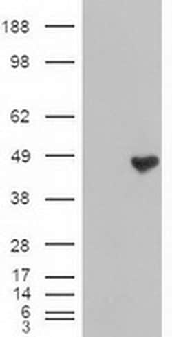 Invitrogen Carboxypeptidase A1 Monoclonal Antibody (OTI2A3) 100 &mu;L;