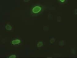 Invitrogen ICAD Monoclonal Antibody (OTI1B10) 100 &mu;L; Unconjugated:Antibodies,