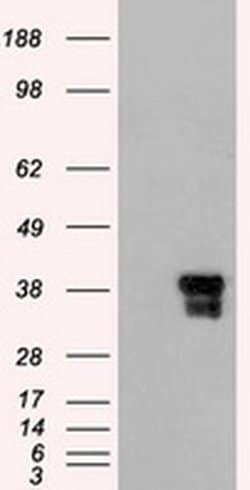 Invitrogen ICAD Monoclonal Antibody (OTI1B10) 100 &mu;L; Unconjugated:Antibodies,
