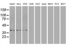 Invitrogen ICAD Monoclonal Antibody (OTI1B10) 100 &mu;L; Unconjugated:Antibodies,