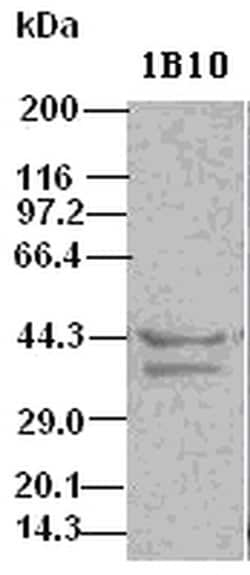 Invitrogen ICAD Monoclonal Antibody (OTI1B10) 100 &mu;L; Unconjugated:Antibodies,
