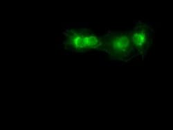 Invitrogen SOX17 Monoclonal Antibody (OTI2G8) 100 &mu;L; Unconjugated:Antibodies,