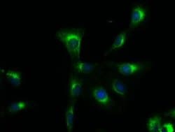 Invitrogen SOX17 Monoclonal Antibody (OTI2G8) 100 &mu;L; Unconjugated:Antibodies,