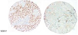 Invitrogen SOX17 Monoclonal Antibody (OTI2G8) 100 &mu;L; Unconjugated:Antibodies,
