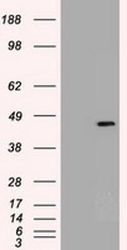 Invitrogen SOX17 Monoclonal Antibody (OTI2G8) 100 &mu;L; Unconjugated:Antibodies,