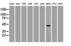 Invitrogen SOX17 Monoclonal Antibody (OTI2G8) 100 &mu;L; Unconjugated:Antibodies,