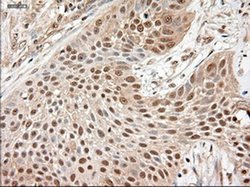 Invitrogen NTF3 Monoclonal Antibody (OTI5C7) 100 &mu;L; Unconjugated:Antibodies,