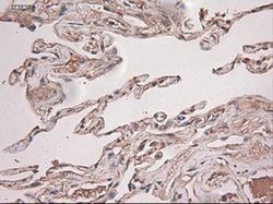 Invitrogen NTF3 Monoclonal Antibody (OTI5C7) 100 &mu;L; Unconjugated:Antibodies,