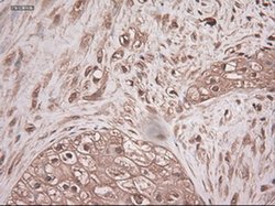 Invitrogen NTF3 Monoclonal Antibody (OTI5C7) 100 &mu;L; Unconjugated:Antibodies,