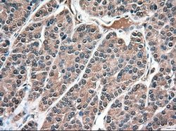 Invitrogen NTF3 Monoclonal Antibody (OTI5C7) 100 &mu;L; Unconjugated:Antibodies,