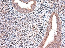 Invitrogen NTF3 Monoclonal Antibody (OTI5C7) 100 &mu;L; Unconjugated:Antibodies,