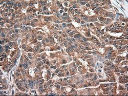 Invitrogen NTF3 Monoclonal Antibody (OTI5C7) 100 &mu;L; Unconjugated:Antibodies,