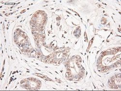 Invitrogen NTF3 Monoclonal Antibody (OTI5C7) 100 &mu;L; Unconjugated:Antibodies,