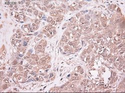 Invitrogen NTF3 Monoclonal Antibody (OTI5C7) 100 &mu;L; Unconjugated:Antibodies,