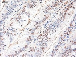 Invitrogen NTF3 Monoclonal Antibody (OTI5C7) 100 &mu;L; Unconjugated:Antibodies,