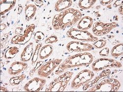 Invitrogen NTF3 Monoclonal Antibody (OTI5C7) 100 &mu;L; Unconjugated:Antibodies,